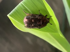 Protaetia orientalis