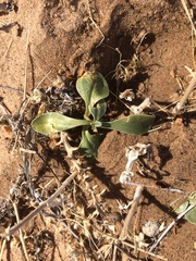 Penstemon albomarginatus