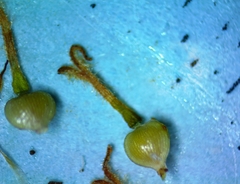 Fimbristylis puberula puberula