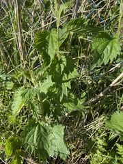 Urtica dioica dioica