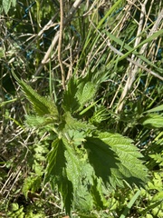 Urtica dioica dioica