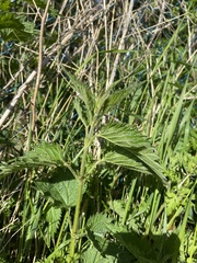 Urtica dioica dioica