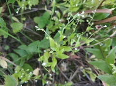 Myosotis sparsiflora