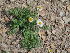 Tanacetum silaifolium
