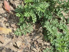 Tanacetum silaifolium