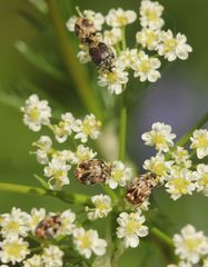 Anthrenus picturatus