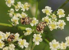 Anthrenus picturatus