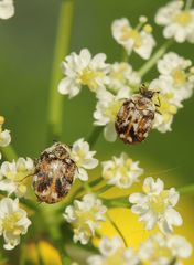 Anthrenus picturatus