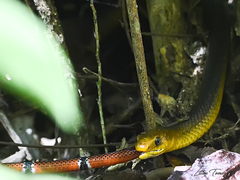 Indigo Snake photo 5