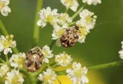 Anthrenus picturatus