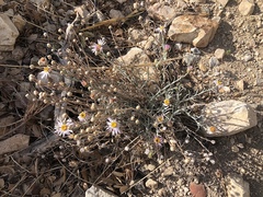 Erigeron parishii