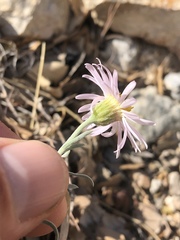 Erigeron parishii