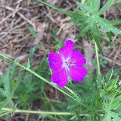 Geranium sanguineum