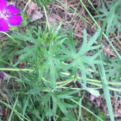 Geranium sanguineum