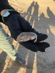 Perognathus
