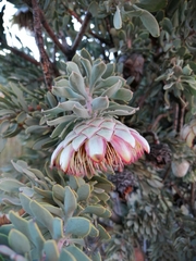 Protea pendula