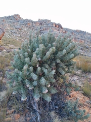 Protea pendula
