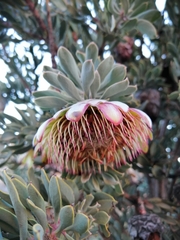 Protea pendula