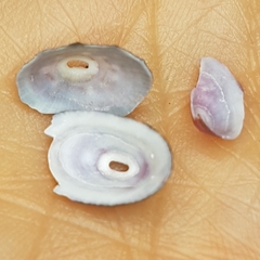 Fissurella nubecula