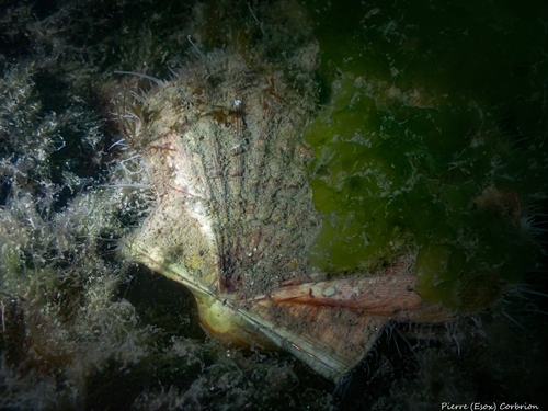 Great Scallop