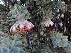 Protea pendula