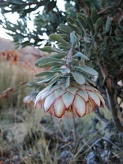 Protea pendula