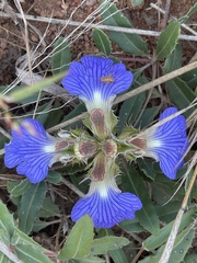 Blepharis obermeyerae