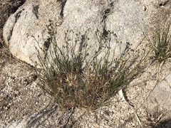 Eremogone macradenia