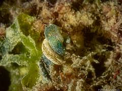 Elysia viridis