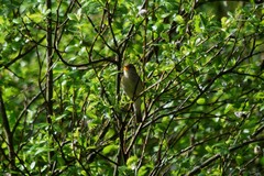 Phylloscopus trochilus