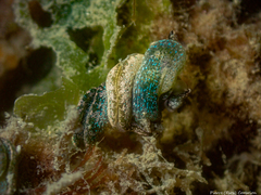 Elysia viridis