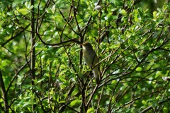 Phylloscopus trochilus