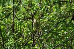 Phylloscopus trochilus