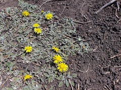 Arctotis arctotoides