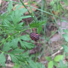 Graphosoma italicum italicum