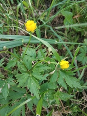 Ranunculus repens
