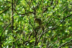 Phylloscopus trochilus
