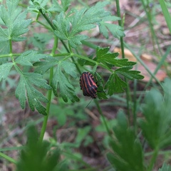 Graphosoma italicum italicum