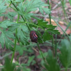 Graphosoma italicum italicum