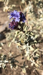 Salvia dorrii