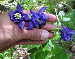 Aquilegia magellensis