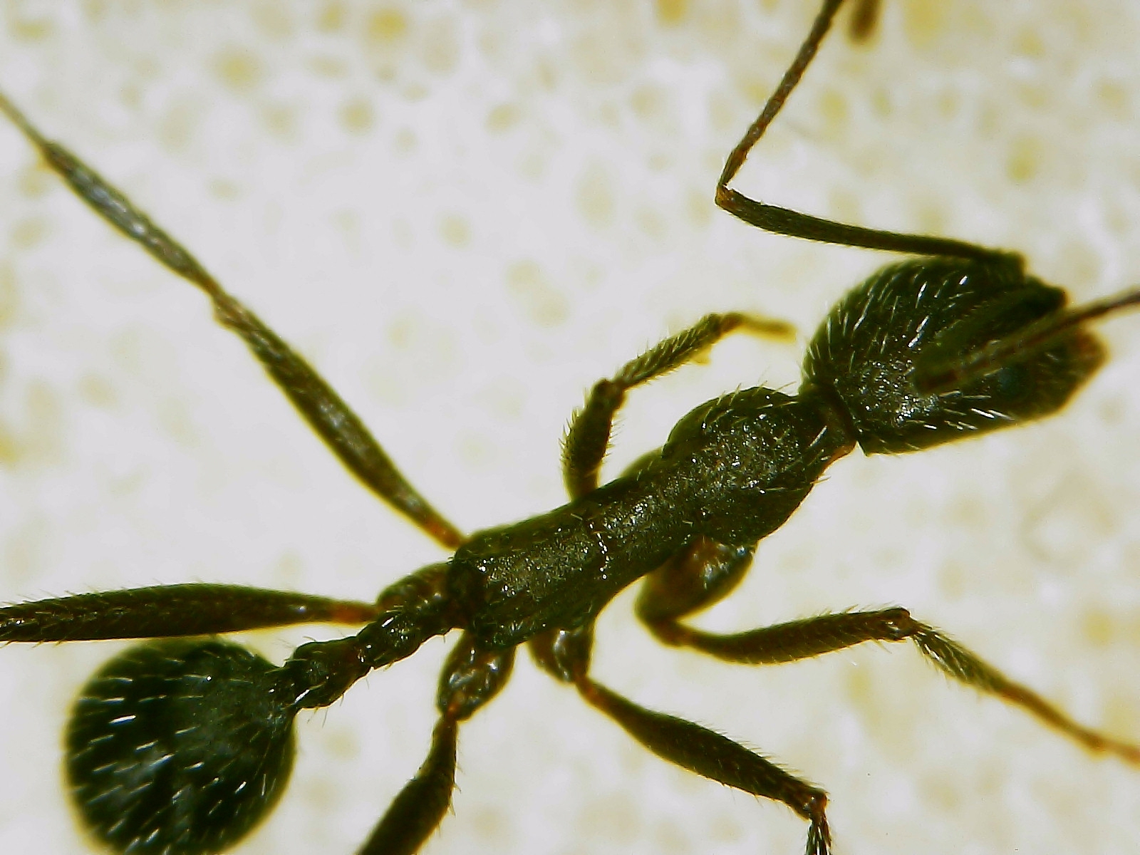 Aphaenogaster balcanica