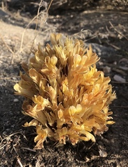 Aphyllon californicum feudgei