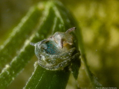 Elysia viridis