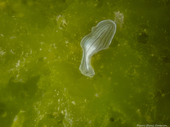 Prostheceraeus vittatus