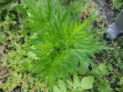 Artemisia vulgaris