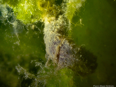 Flabelligera affinis