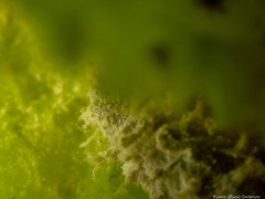 Flabelligera affinis