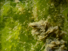 Flabelligera affinis