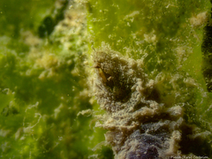 Flabelligera affinis